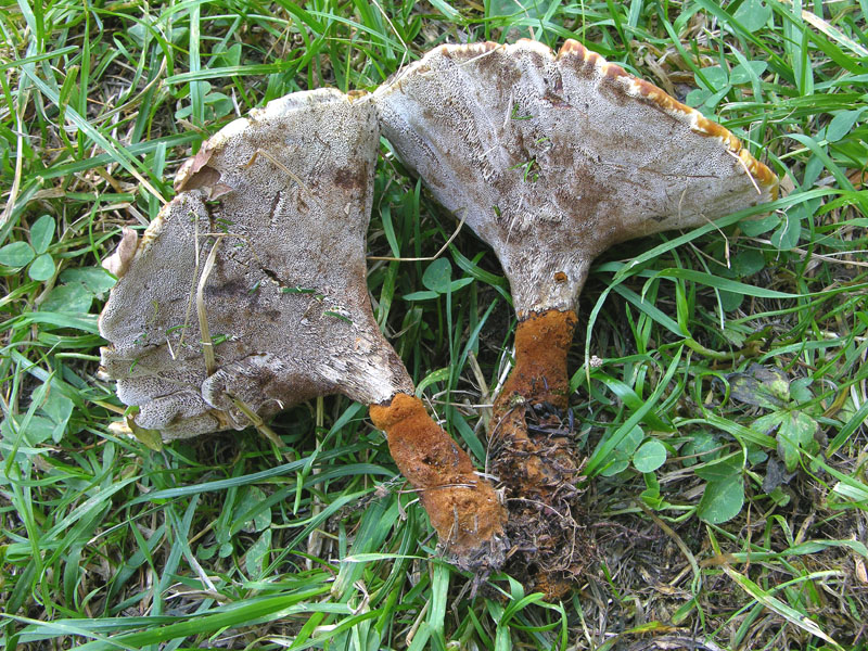 Hydnellum auratile? (Onnia tomentosa)
